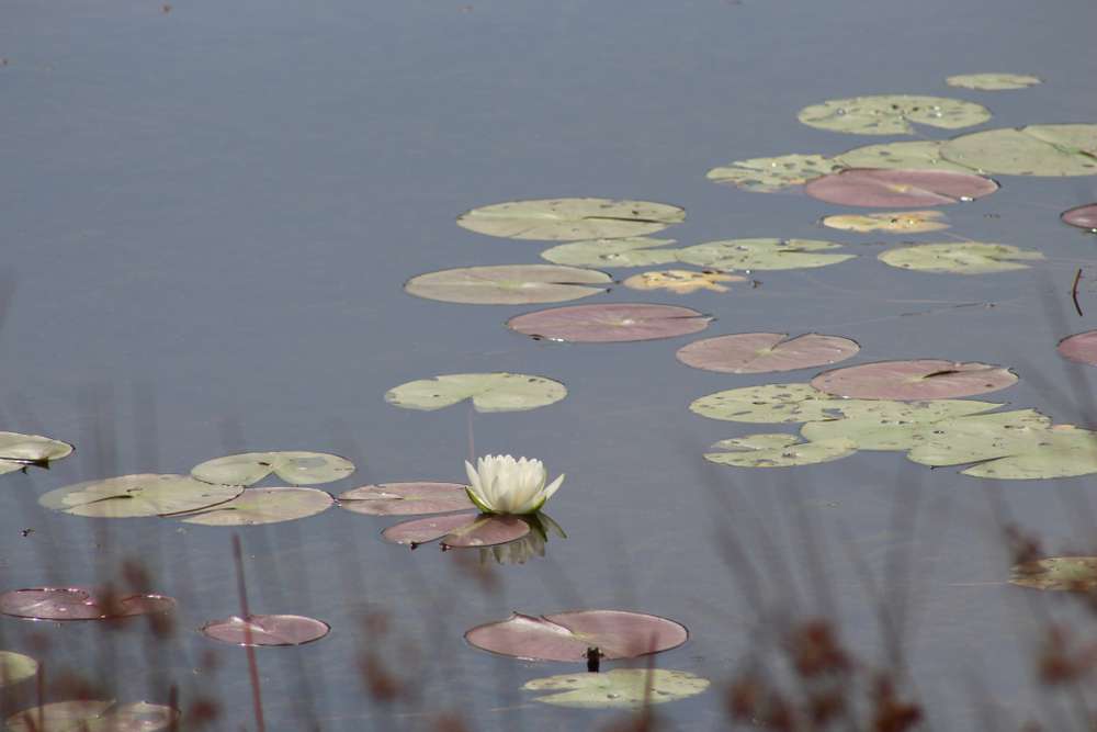 Lilypads on the pond surface in a pond in waldorf maryland.
