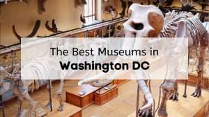 Skeleton in a museum