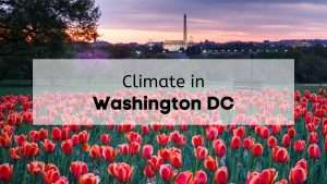 Hillside of tulips overlooking Washington DC monuments.